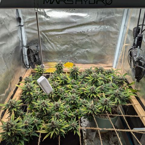 California Indica FEM growlog timeline photo