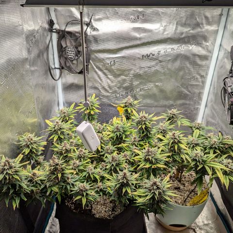 California Indica FEM growlog timeline photo