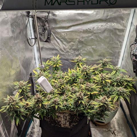 California Indica FEM growlog timeline photo