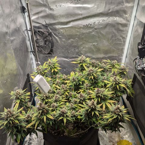 California Indica FEM growlog timeline photo