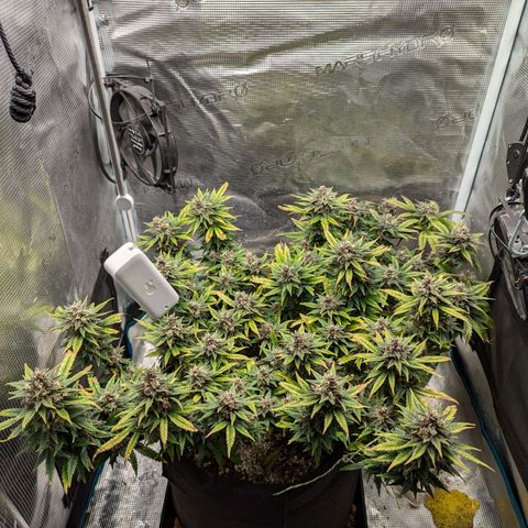 California Indica FEM growlog timeline photo