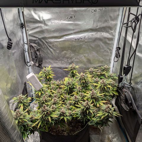 California Indica FEM growlog timeline photo