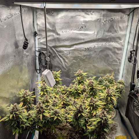California Indica FEM growlog timeline photo