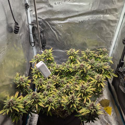 California Indica FEM growlog timeline photo