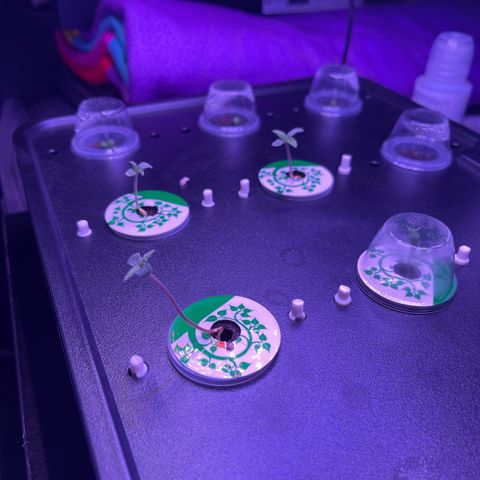 Blueberry 20g  growlog timeline photo