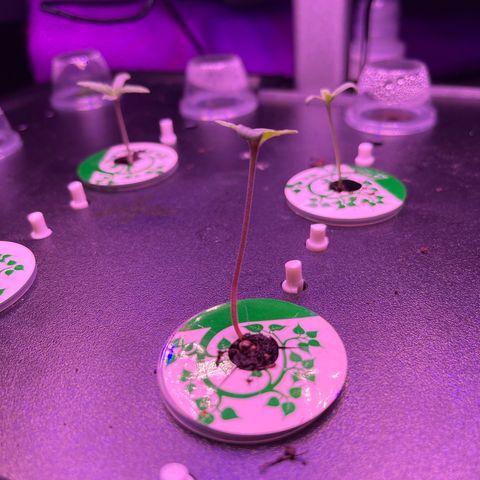 Blueberry 20g  growlog timeline photo