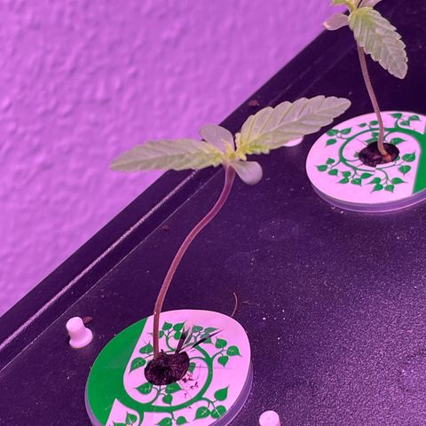 Blueberry 20g  growlog timeline photo