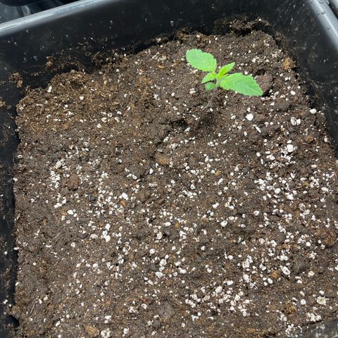 Blueberry 20g  growlog timeline photo