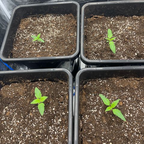 Blueberry 20g  growlog timeline photo