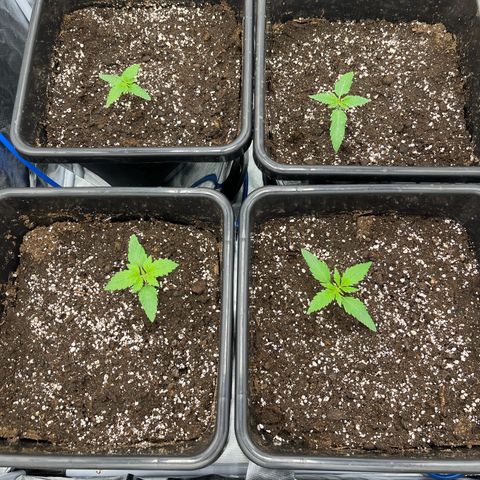 Blueberry 20g  growlog timeline photo