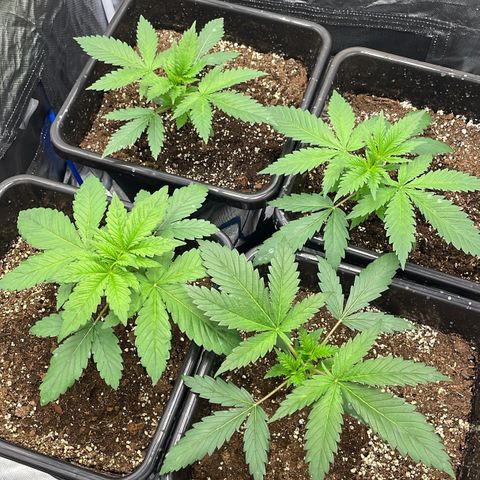 Blueberry 20g  growlog timeline photo