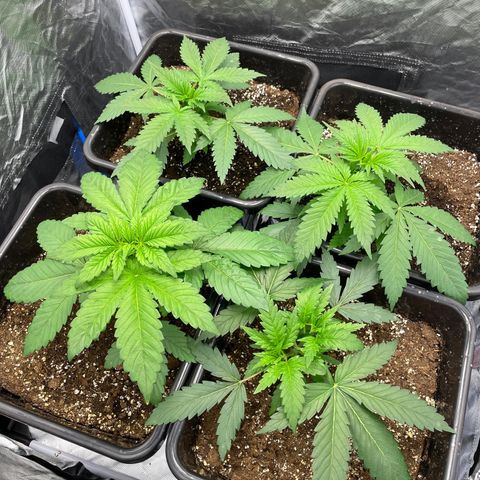 Blueberry 20g  growlog timeline photo