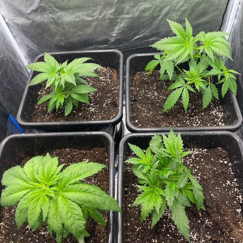 Blueberry 20g  growlog timeline photo