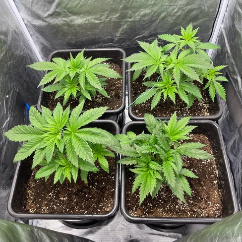 Blueberry 20g  growlog timeline photo