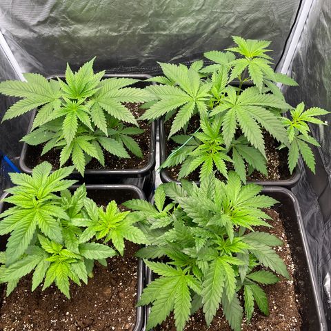 Blueberry 20g  growlog timeline photo