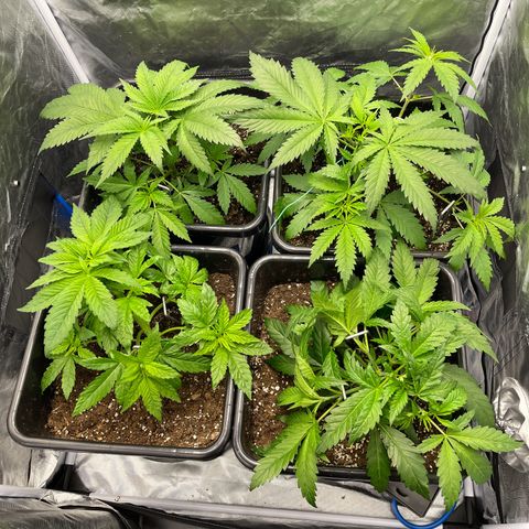 Blueberry 20g  growlog timeline photo
