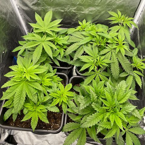 Blueberry 20g  growlog timeline photo