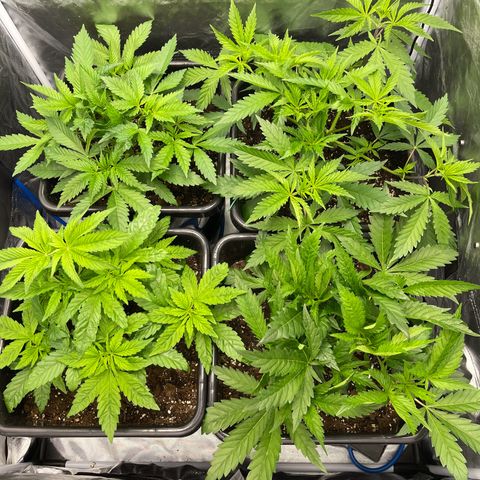 Blueberry 20g  growlog timeline photo
