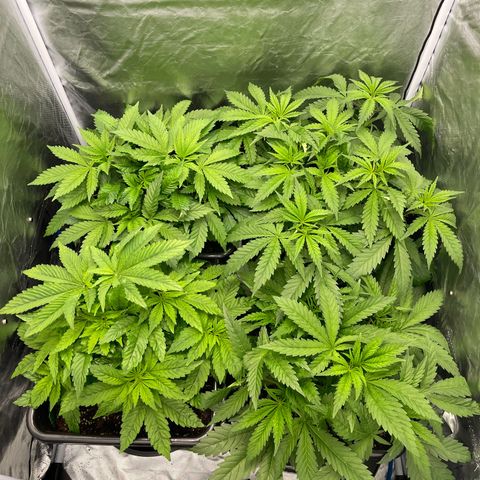 Blueberry 20g  growlog timeline photo