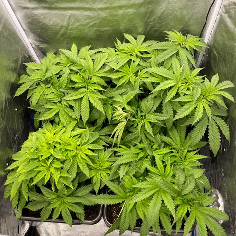 Blueberry 20g  growlog timeline photo