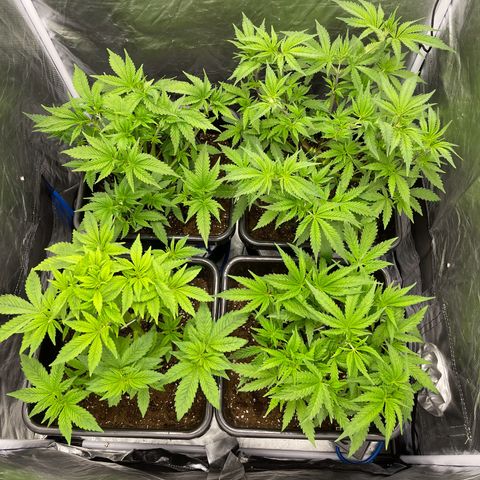 Blueberry 20g  growlog timeline photo