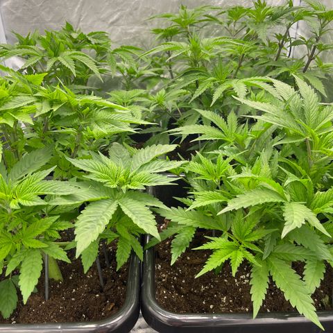 Blueberry 20g  growlog timeline photo