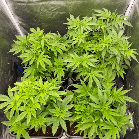 Blueberry 20g  growlog timeline photo