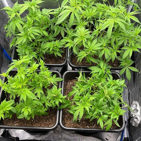 Blueberry 20g  growlog timeline photo