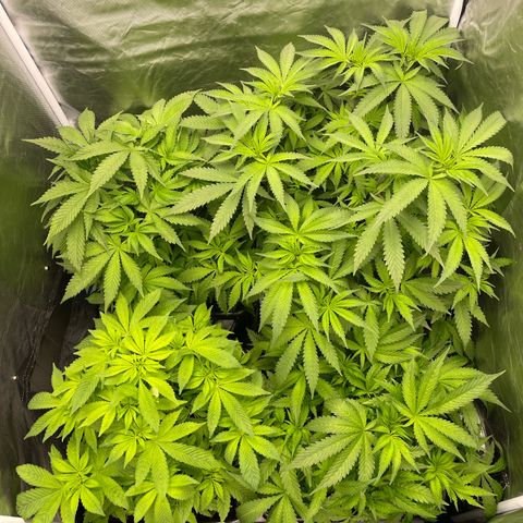 Blueberry 20g  growlog timeline photo