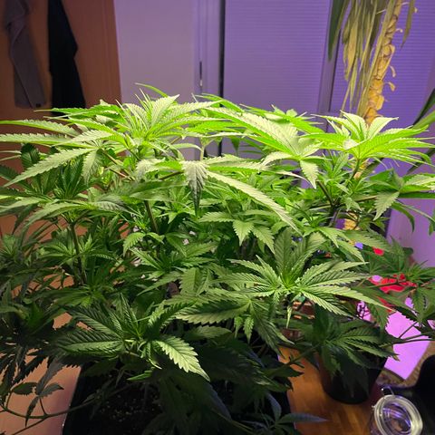 Blueberry 20g  growlog timeline photo