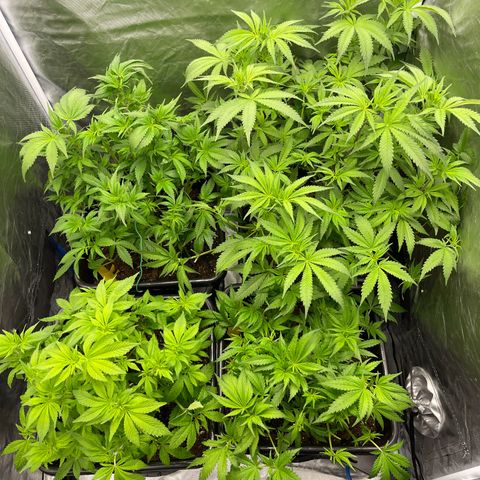 Blueberry 20g  growlog timeline photo