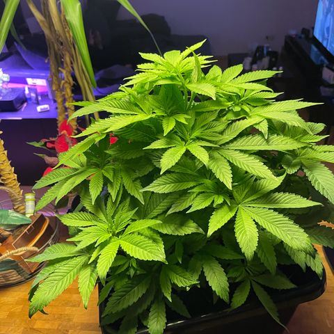 Blueberry 20g  growlog timeline photo