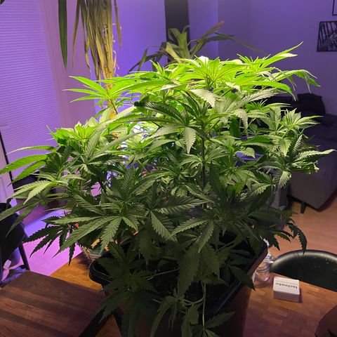 Blueberry 20g  growlog timeline photo