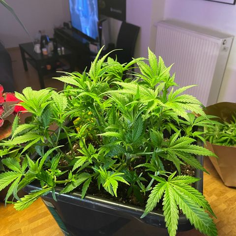 Blueberry 20g  growlog timeline photo