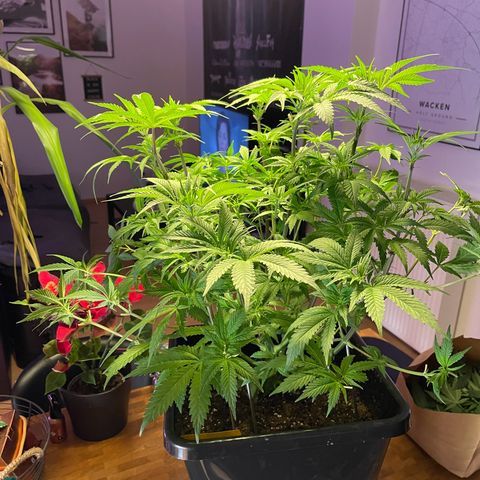 Blueberry 20g  growlog timeline photo