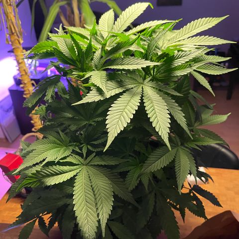 Blueberry 20g  growlog timeline photo