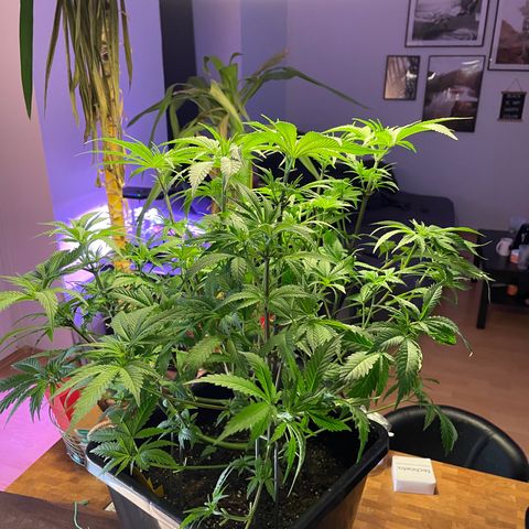 Blueberry 20g  growlog timeline photo