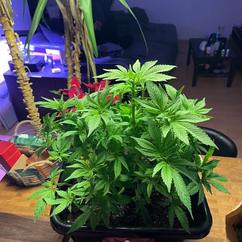 Blueberry 20g  growlog timeline photo