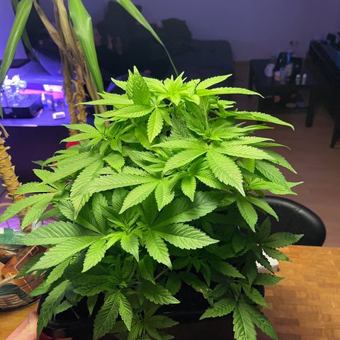 Blueberry 20g  growlog timeline photo