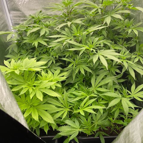 Blueberry 20g  growlog timeline photo