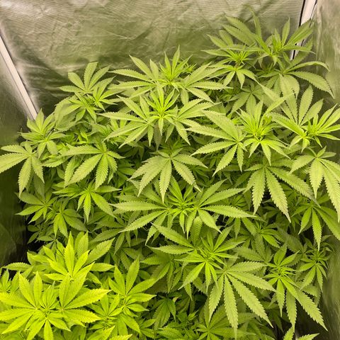 Blueberry 20g  growlog timeline photo