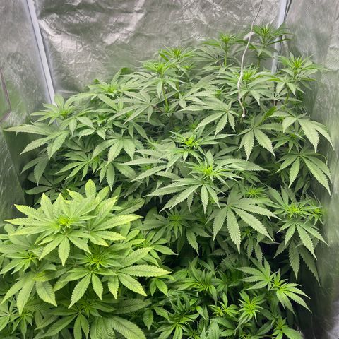 Blueberry 20g  growlog timeline photo