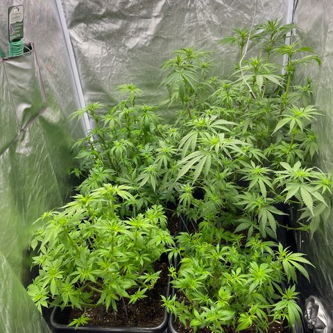 Blueberry 20g  growlog timeline photo