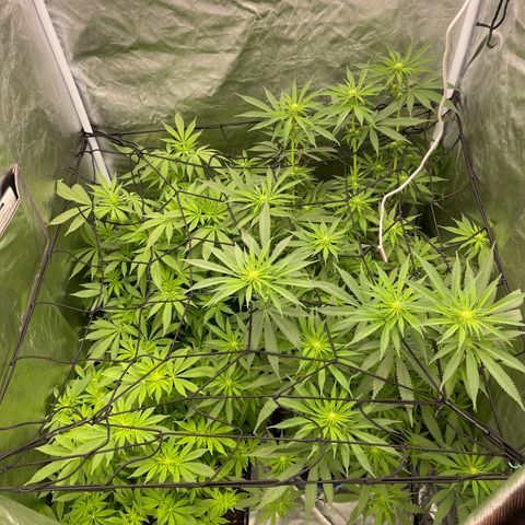 Blueberry 20g  growlog timeline photo