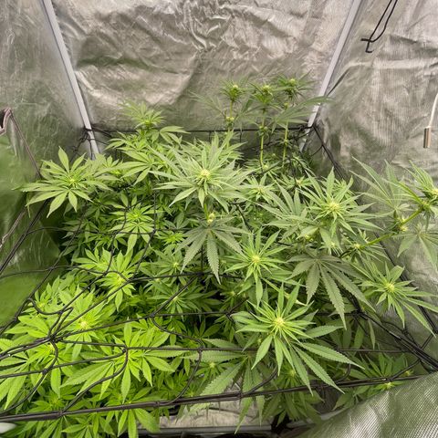 Blueberry 20g  growlog timeline photo