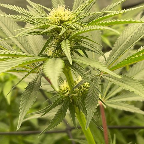 Blueberry 20g  growlog timeline photo