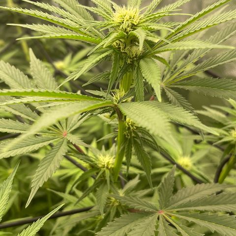 Blueberry 20g  growlog timeline photo
