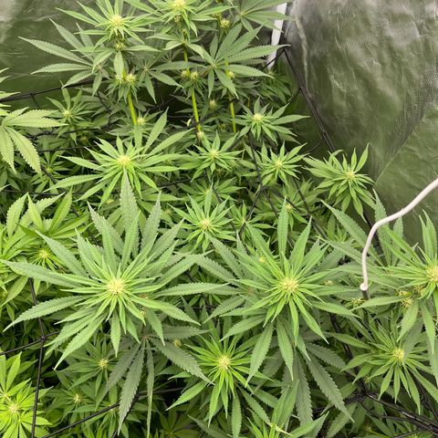 Blueberry 20g  growlog timeline photo