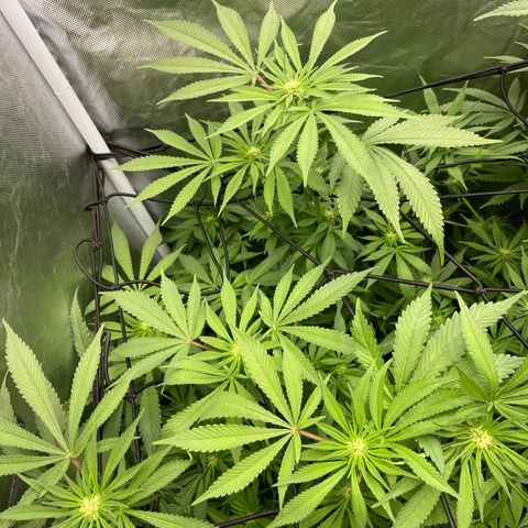Blueberry 20g  growlog timeline photo