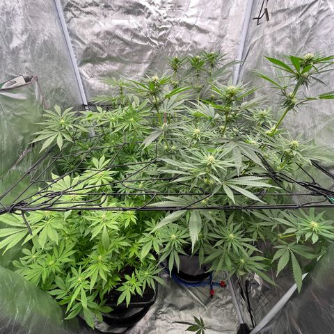 Blueberry 20g  growlog timeline photo